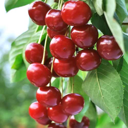 Višnja (stebričasta) Achat slika 1 članek 2024