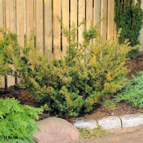 Vmesna tisa Farmen slika 1 članek 9690