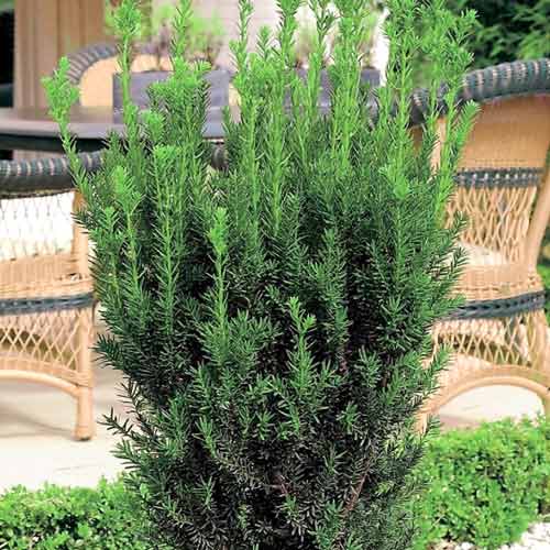 Vmesna tisa Hillii slika 1 članek 9691