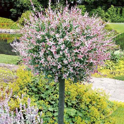 Vrba Hakuro Nishiki, С3 slika 1 članek 7713