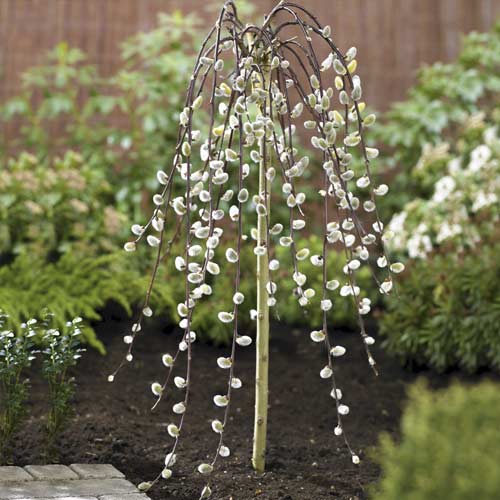 Vrba Kilmarnock, С5 slika 1 članek 7712