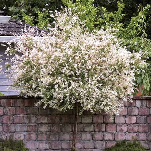 Vrba Pendula, С5 slika 1 članek 7714