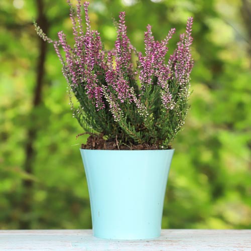 Vresa navadna Amethyst slika 1 članek 5425