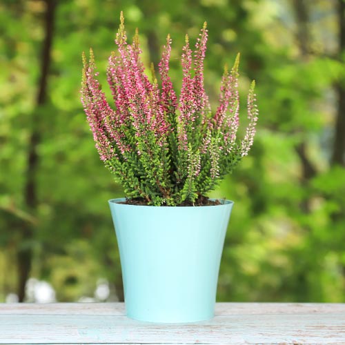 Vresa navadna Athene slika 1 članek 5424