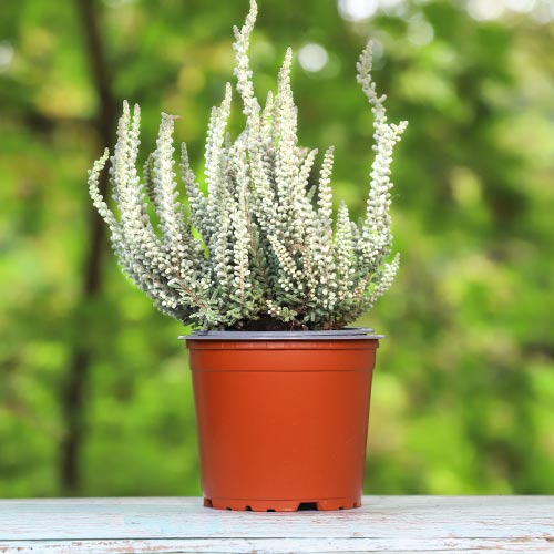 Vresa navadna Betty slika 1 članek 5432