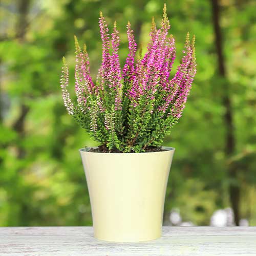 Vresa navadna Dunja slika 1 članek 5437