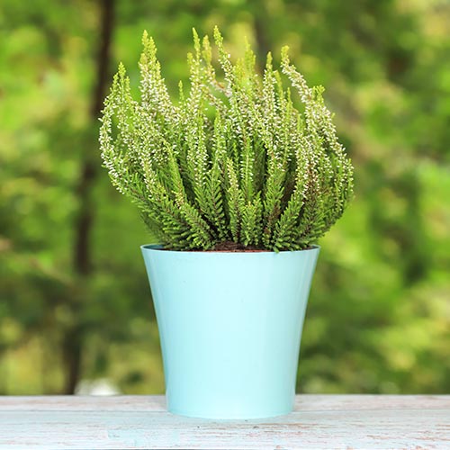 Vresa navadna Elisa slika 1 članek 5438