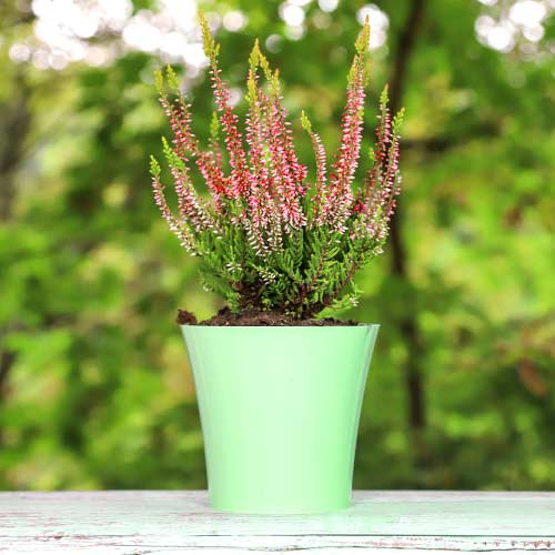 Vresa navadna Franca slika 1 članek 5439