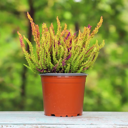 Vresa navadna Golden Angie slika 1 članek 5426