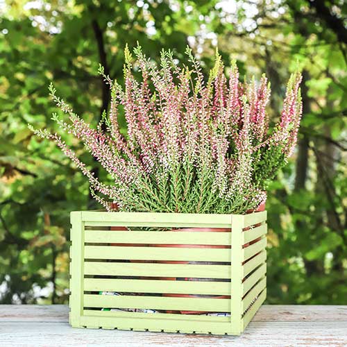 Vresa navadna Lena slika 1 članek 5434