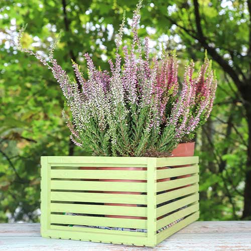 Vresa navadna Lilli slika 1 članek 5435