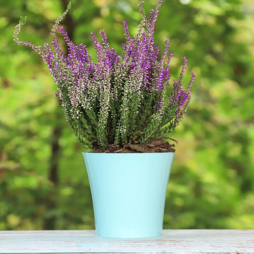 Vresa navadna Lisabeth slika 1 članek 5423