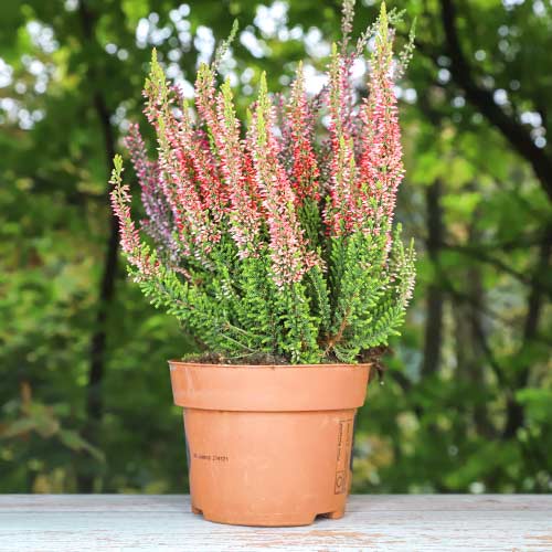 Vresa navadna Martina slika 1 članek 5436