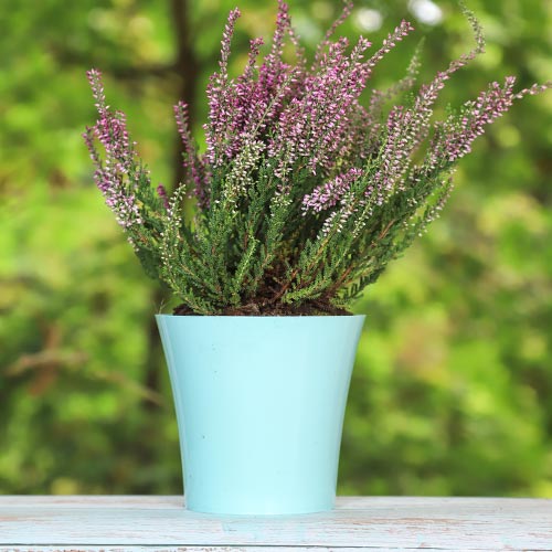 Vresa navadna Pink Bettina slika 1 članek 5433