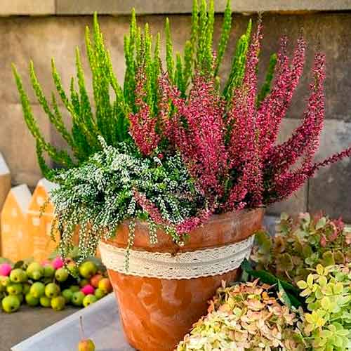 Vresa navadna Trio Girls Athene/Elisa/Amethyst slika 1 članek 5896