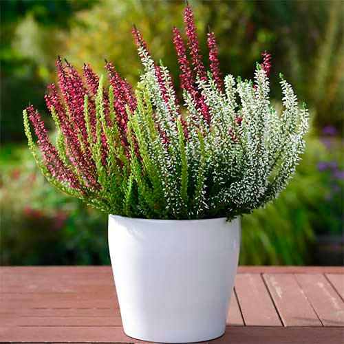 Vresa navadna Trio Girls Athene/Hilda/Helena slika 1 članek 5428