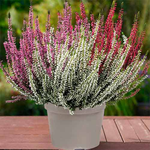 Vresa navadna Trio Girls Athene/Hilda/Zelda slika 1 članek 5427