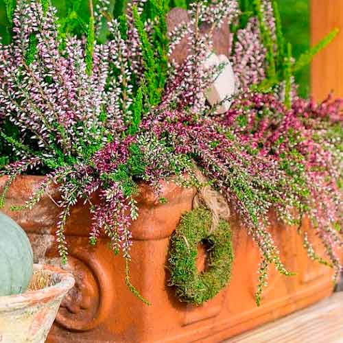 Vresa navadna Trio Girls Hilda/Elisa/Amethyst slika 1 članek 5897