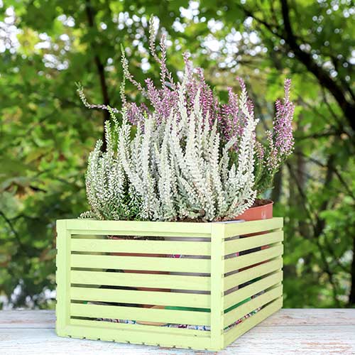 Vresa navadna Trio Girls Zelia/Zilly/Zelda slika 1 članek 5430