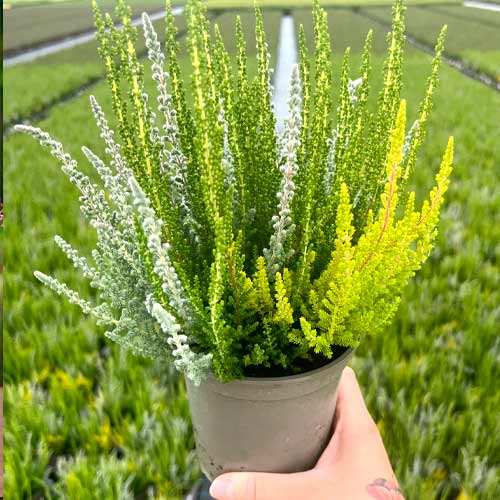 Vresa navadna Trio Girls Zelia/Zilly/Zoe slika 1 članek 5429