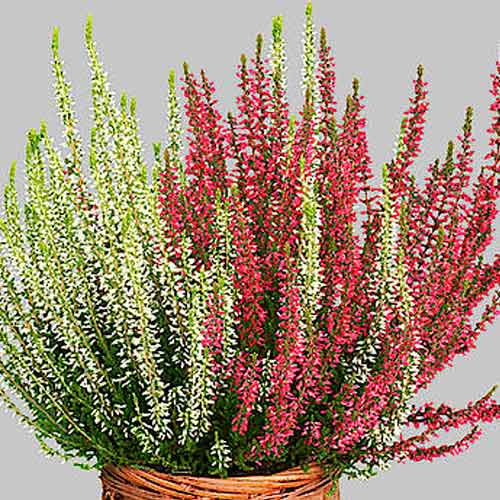 Vresa navadna Twins Athene/Hilda slika 1 članek 5431