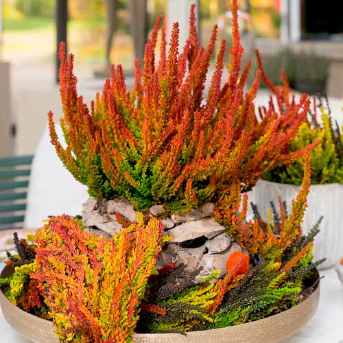 Vresa navadna Twins Franca Helena slika 1 članek 5898