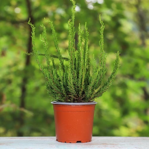 Vresa navadna Zelda slika 1 članek 5440