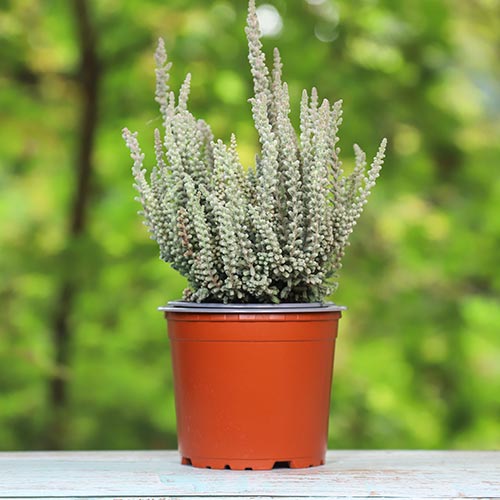 Vresa navadna Zilly slika 1 članek 5441