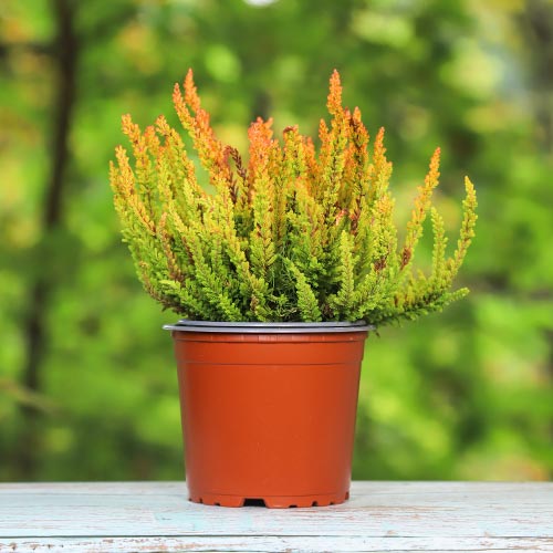 Vresa navadna Zoe slika 1 članek 5442