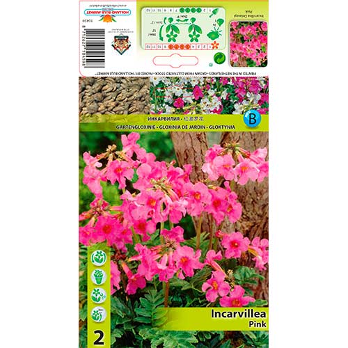 Vrtna gloksinija Delavayi Pink slika 1 članek 76280