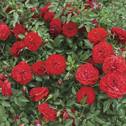 Vrtnica mini Big Bang®, C5 slika 1 članek 5552