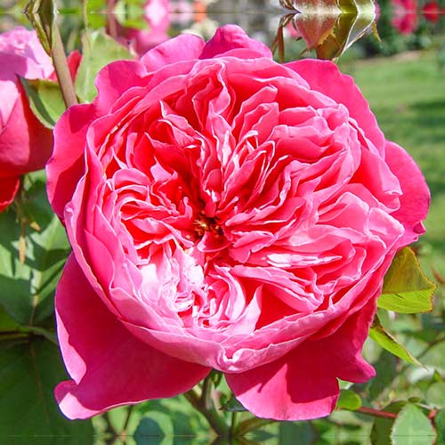 Vrtnica čajevka Accademia slika 1 članek 5547