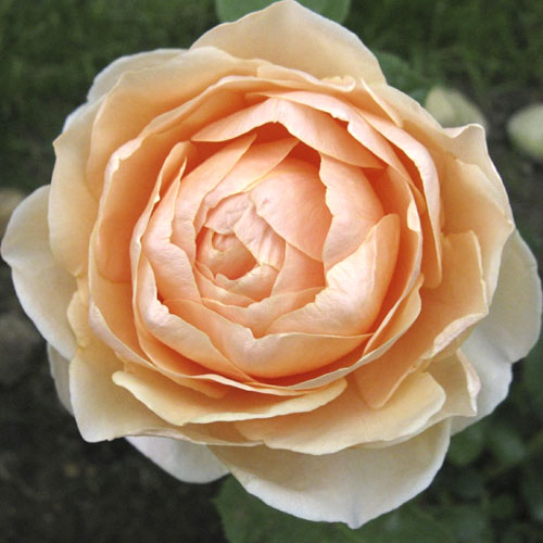 Vrtnica čajevka Anna Fendi®, C5 slika 1 članek 5548