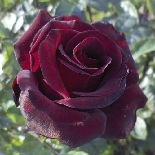 Vrtnica čajevka Black Madonna slika 1 članek 6222