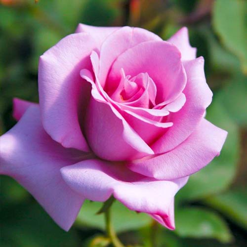 Vrtnica čajevka Blue Girl slika 1 članek 5519