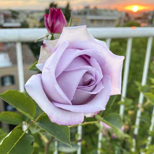 Vrtnica čajevka Blue Monday®, C5 slika 2 članek 5528