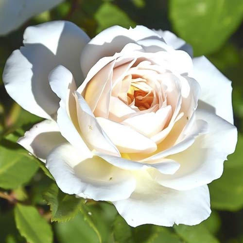 Vrtnica čajevka Brilliance slika 1 članek 6223