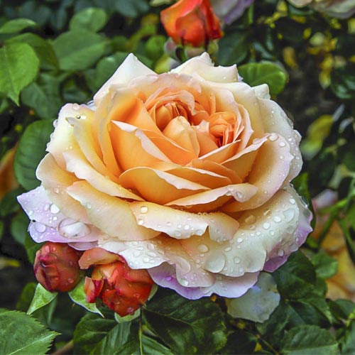 Vrtnica čajevka Capri®, C5 slika 1 članek 5556