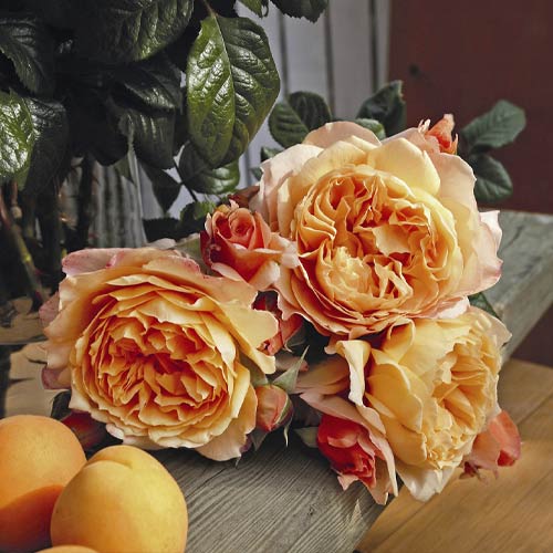 Vrtnica čajevka Capri®, C5 slika 2 članek 5556