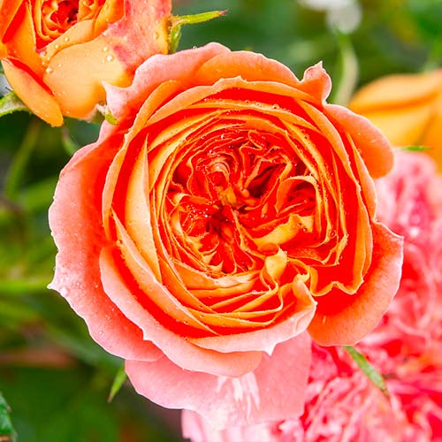 Vrtnica čajevka Carmen slika 1 članek 5520