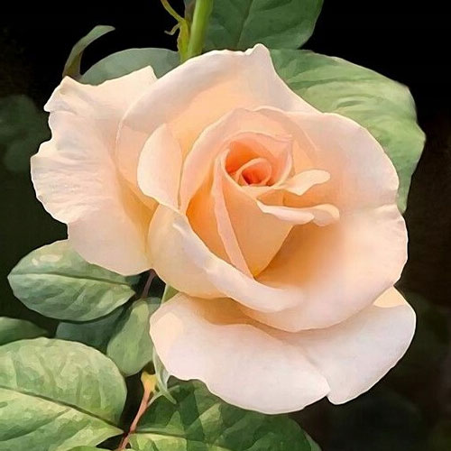 Vrtnica čajevka Casanova, root ball slika 1 članek 2120