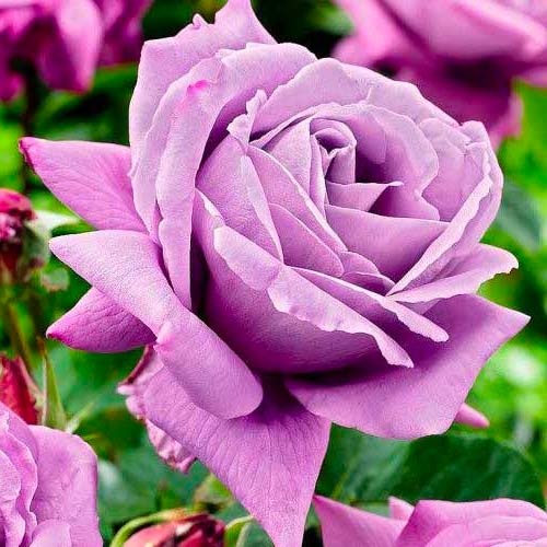 Vrtnica čajevka Charley slika 1 članek 3657