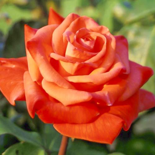 Vrtnica čajevka Christoph Columbus slika 1 članek 6224