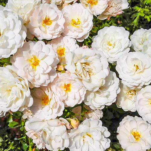 Vrtnica čajevka Cometa slika 1 članek 5701