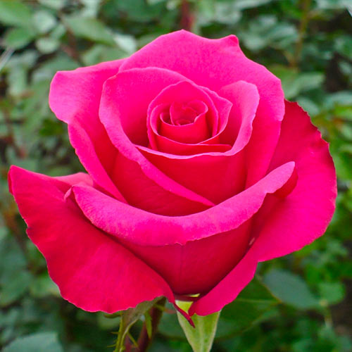 Vrtnica čajevka Dark Pink slika 1 članek 5887