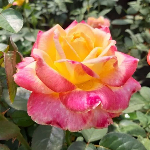 Vrtnica čajevka Desse, root ball slika 1 članek 6225