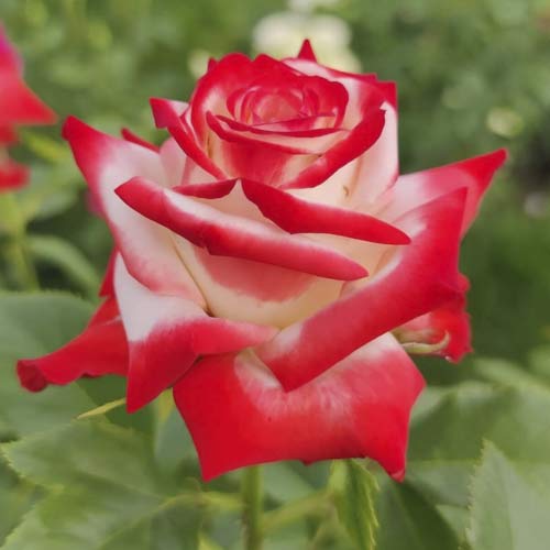 Vrtnica čajevka Empress Farah slika 1 članek 6226