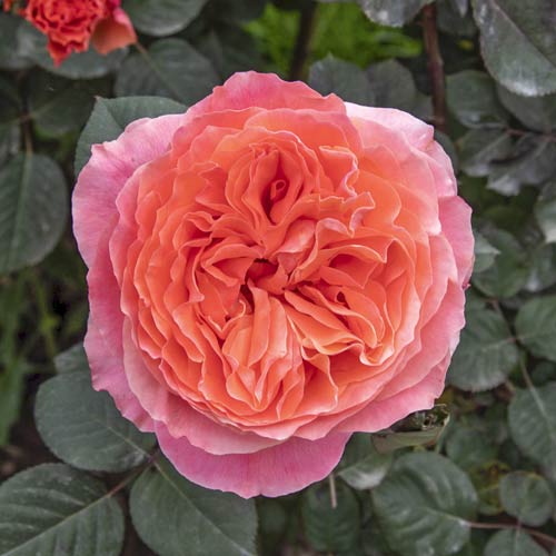 Vrtnica čajevka Etrusca®, C5 slika 1 članek 5550