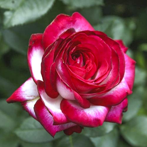 Vrtnica čajevka Fair Lady slika 1 članek 6227