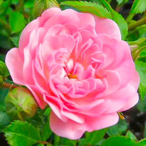 Vrtnica čajevka Fairy slika 1 članek 3683